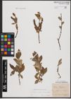 Foto von Salix caprea L. x Salix daphnoides Vill.